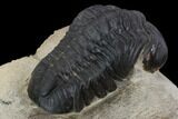 Detailed, Reedops Trilobite - Atchana, Morocco #119911-3